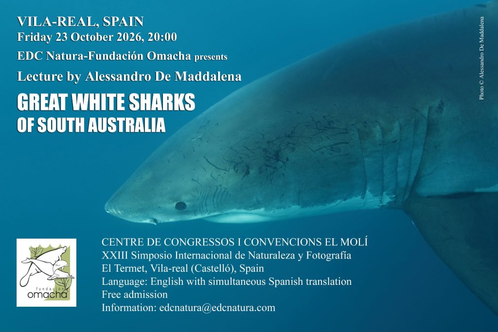 Los grandes tiburones blancos de Australia Meridional